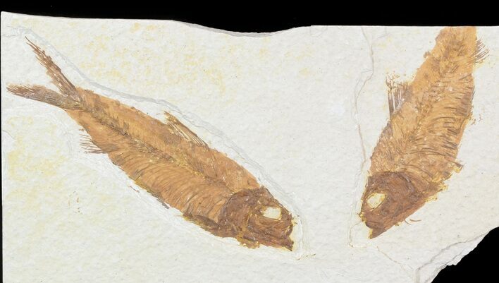 Bargain Multiple Knightia Fossil Fish - Wyoming #47880